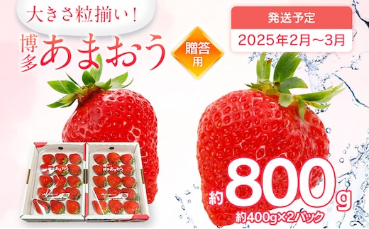 
										
										先行予約 あまおう 合計約800g 約400g×2パック（１パックあたり、9玉～18玉） 福岡県産 九州 イチゴ いちご 苺 果物 くだもの フルーツ 送料無料【2025年2月～3月順次発送予定】
									