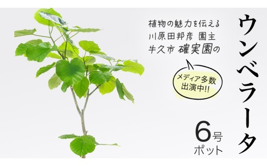 
                  ウンベラータ 6号ポット 1点 家庭 で 園芸 鉢植え 苗 庭木 果樹 ガーデニング 植物 確実園 観葉植物 インテリア 植木鉢
                