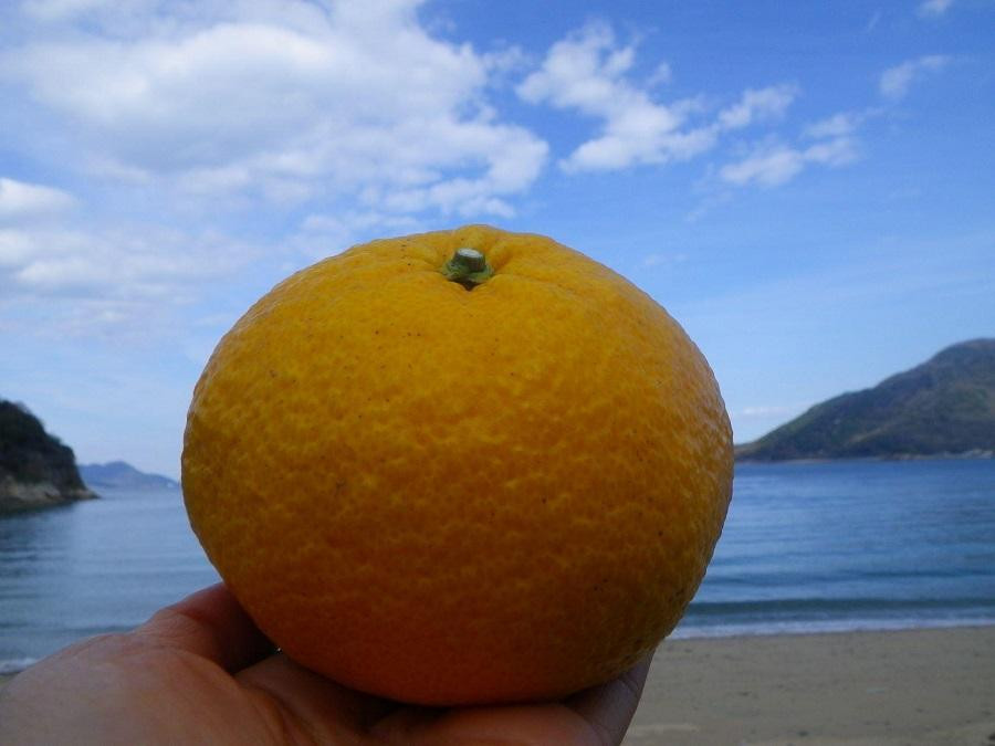 
無農薬　甘夏7.5キロ　生口島産
