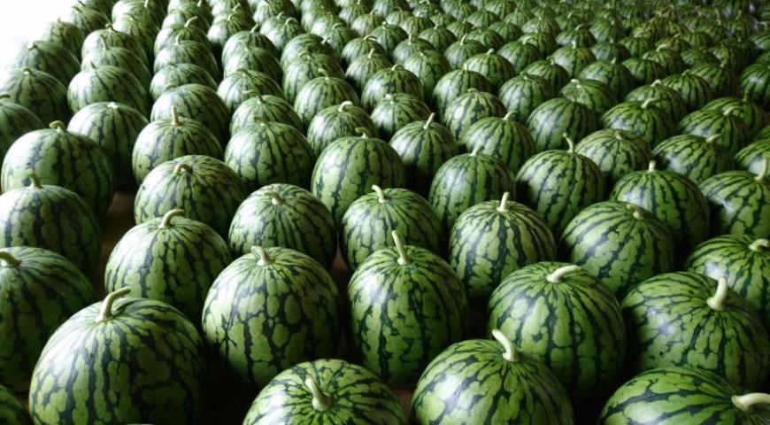 【2025年7月下旬発送予定】【夏季限定】井口農場産　八色原スイカ　大玉１玉