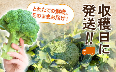 ブロッコリー 5本 ×5回お届け 豊橋 国産 ミネラルたっぷり 海風そだち 潮風 家族で 大容量 豊橋 ともちゃんのやさい 直売所で大人気！ 愛知県 豊橋市 安心野菜