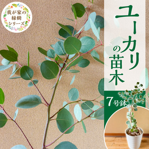 チーム田主丸『ユーカリ苗木７号鉢』 _ 苗木 7号鉢 ユーカリ チーム田主丸 1本 ユーカリの苗木 庭木 鉢植え 植木 ドライフラワー スワッグ リース リラックス効果 虫よけ 常緑樹 シンボルツリー ガーデニング 植物 インテリア お手入れ簡単 育て方付き お取り寄せ 福岡県 久留米市 送料無料  〔Hf039〕