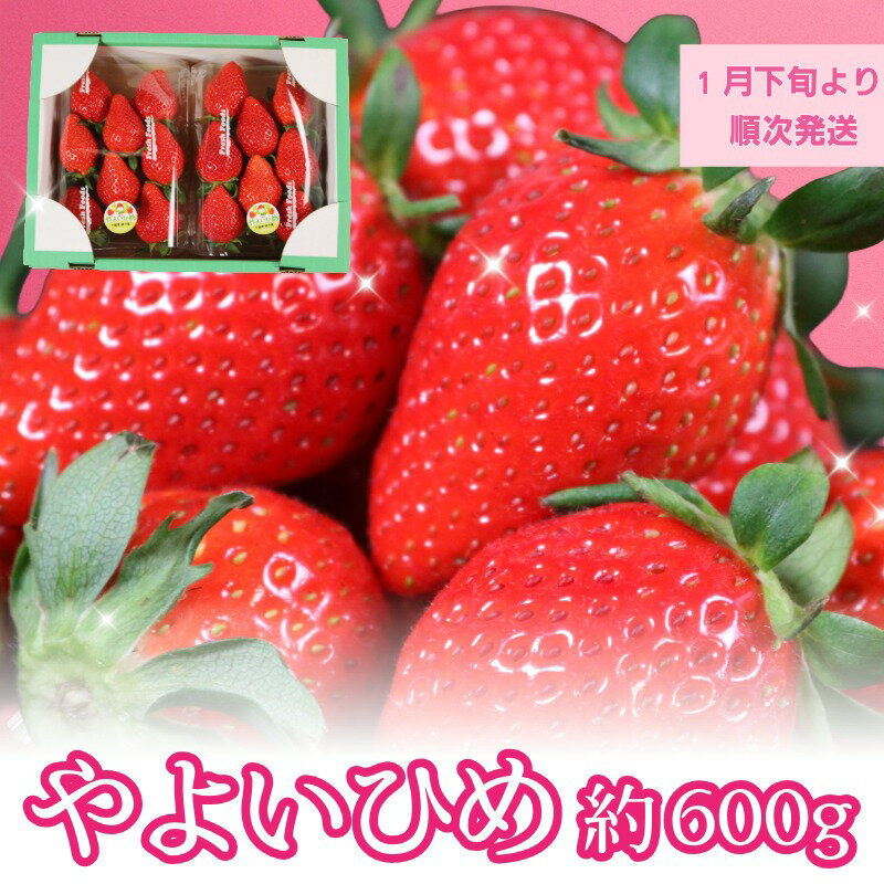 【ふるさと納税】 いちご やよいひめ 2パック 約600g 苺 イチゴ 大粒 甘い 美味しい 食べ頃 旬 家庭用 贈答 おすすめ 人気 リピーター続出 予約販売 先行予約 【配送時期1月下旬～4月下旬頃】 10000 10,000 10000円 ふるさと納税 ふるさと納税果物 千葉県銚子市 飯森苺農園