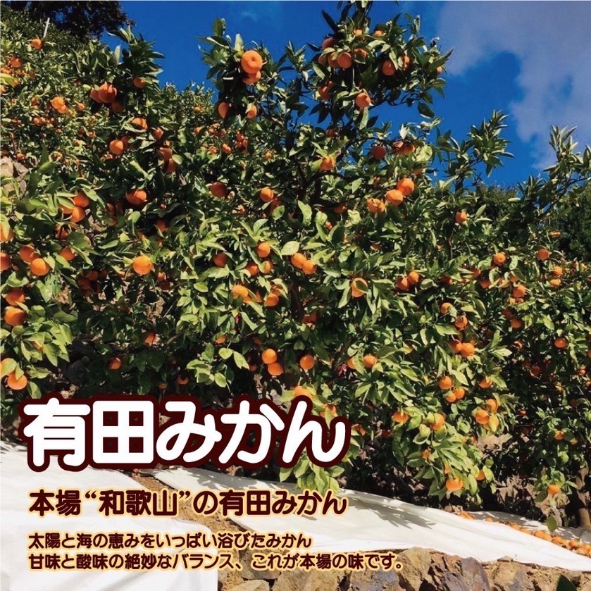 EH6100_【2025年先行予約】【訳あり ご家庭用】和歌山県産 有田みかん 10kg＋2kg保証分 サイズ混合