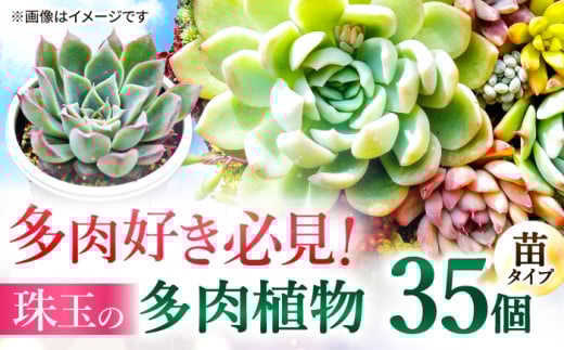 多肉植物 苗 35個セット 福岡 八女 広川  観葉植物 植物 はち インテリア 鉢植え 園芸用品 室内栽培 水やり ガーデニング たにくしょくぶつ 広川町/plantsfunshopnatur [AFAT009]