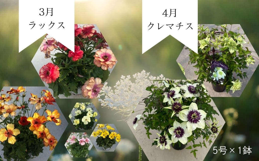 【先行予約】花ギフト定期便 4ヶ月(1〜4月) マーガレット クレマチス | 花 お花 ギフト フラワーギフト 根本園芸