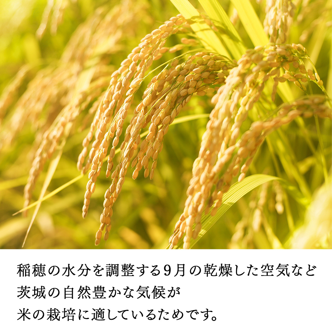 ＜ 新米 ＞ 令和7年産 茨城県産 玄米 コシヒカリ 5kg （5kg×1袋） 清米 キヨシマイ こしひかり 米 コメ こめ 単一米 限定 茨城県産 国産 美味しい お米 おこめ おコメ[EH29-N