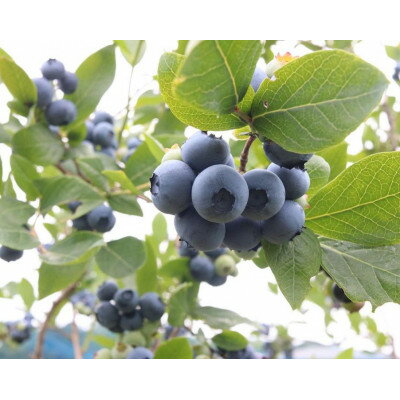 【ふるさと納税】ごきげんブルーベリーファームの食べ放題チケット(中学生以上2枚)【1707689】