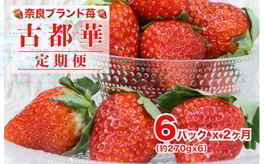 【2026年発送先行予約】【定期便 全２回】苺 古都華(ことか) いちご 奈良 270gx6パック 計1620g ２ヶ月連続 ブランドいちご かたおかの苺 いちご 苺 奈良ブランド苺 イチゴ ブランド 古都華 大粒 苺 旬 産地 直送 フレッシュ イチゴ フルーツ 果物 国産 ベリー 贈答用 プレゼント 人気苺 ふるさと納税苺 ふるさと苺 furusato苺 おすすめ苺