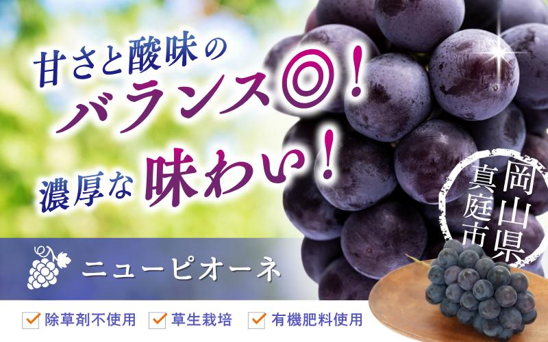 甘さと酸味のバランス◎！濃厚な味わい！岡山県真庭市産ニューピオーネ！