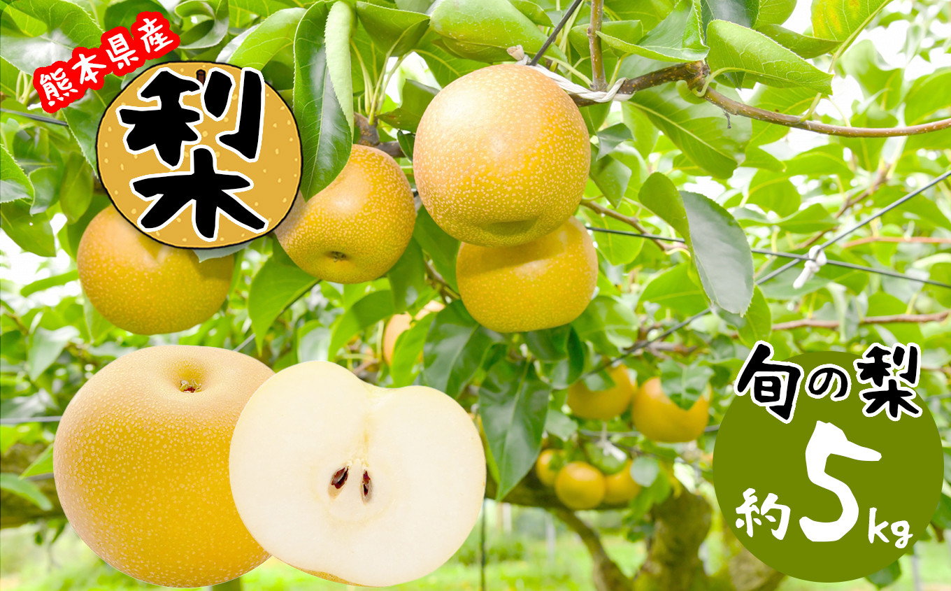 
                  熊本県産 梨 約5kg | フルーツ 果物 くだもの ナシ なし 旬 熊本県 玉名市
                