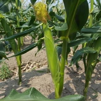 まるでフルーツ 村田農園のパールコーン 10本【配送不可地域：離島】