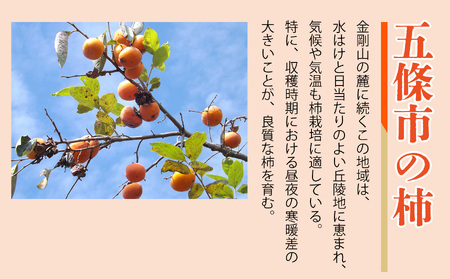 富有柿化粧箱入り　大玉3Lサイズ　11個入り ※着日指定不可 ※11月頃～12月上旬頃に順次発送予定 | フルーツ くだもの 果物 柿 かき カキ 富有柿 奈良県 五條市 産地直送