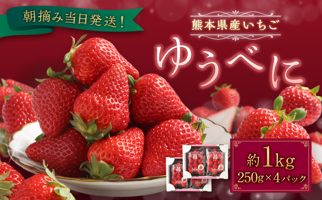 
            朝摘み当日発送！熊本県産いちご(ゆうべに) 約1000g (250g×4パック） 【2026年1月上旬発送開始】
          
