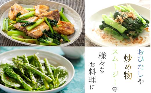 奈良県産 小松菜 約1kg  【順次発送】／ スマイル葛城農業 野菜  小松菜 農家直送 産直 新鮮 旬 サラダ 名産 健康 美容 栄養 奈良県 葛城市【smlk060】_イメージ4