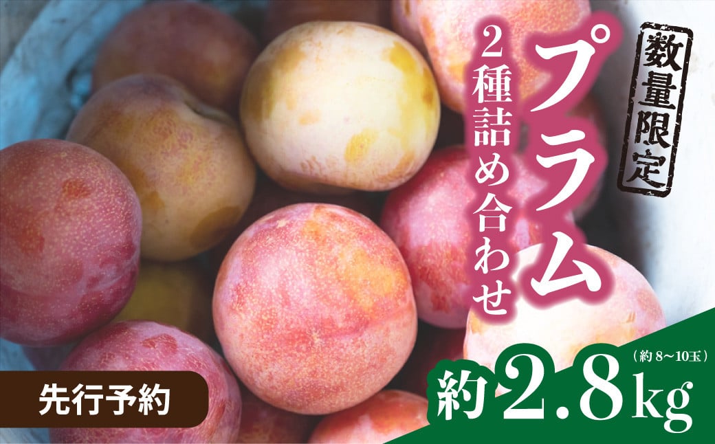 
            【先行予約/限定30箱】プラム 2種詰め合わせ 約2.8kg | ぷらむ すもも スモモ サマーエンジェル サマービュート 限定品 おすそわけ ギフト お取り寄せ フルーツ 新鮮 季節の果物 フレッシュ 甘い 果汁 新井果樹園 埼玉県 北本市
          