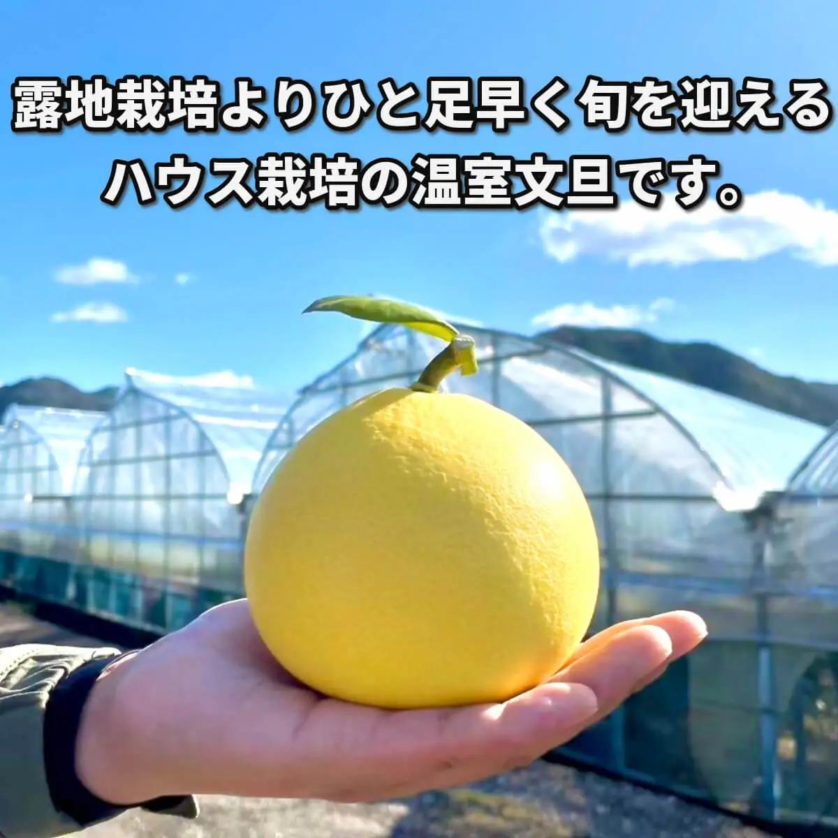 【先行予約】【訳あり】温室土佐文旦 家庭用 約5kg （8?12玉） 高知県土佐市 【土佐文旦の藤岡】 [BQBJ005]