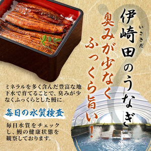 【数量限定】鹿児島県産 伊崎田のうなぎ蒲焼 中＜150g以上＞× 3尾(計450g以上) 鰻 うなぎ ウナギ 蒲焼き 3尾 国産 九州産 鹿児島県産 冷凍 おつまみ 鰻重 うな丼 b1-020