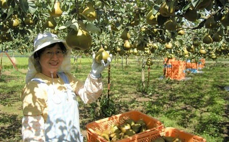 西洋梨（オーロラ）３ｋｇ　特秀品　0025-2505