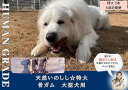 【ふるさと納税】大型犬向け☆天然いのしし骨ガム3本【定期便】全6回（FB179）