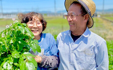 【数量限定・先行予約6】厳選！旬を味わう高槻野菜詰合せセット（10種～15種）【2024年6月発送】