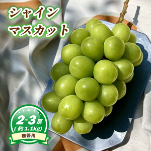 【7月下旬頃から発送】 シャインマスカット 約1.1kg ( 2~3房 ) 数量選択可 ＜ 贈答用 ＞ | ぶどう シャインマスカット 贈答 皮ごと 種なし 数量限定 愛媛県産 松山市 MN005【MN0051】