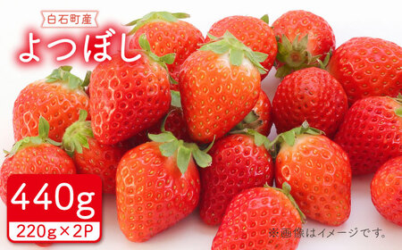 【先行予約 2027年1月〜発送】いちご よつぼし 220g×2パック いちご