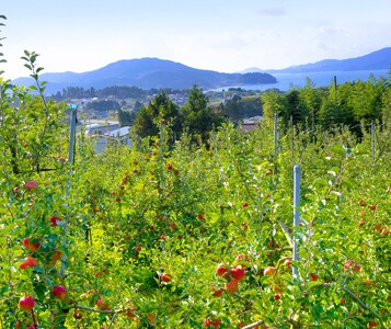 りんごの王様「サンふじ」 7個入り ☆自分へのご褒美に☆大切な誰かに☆ 【 米崎りんご 旬 人気 数量限定 おすすめ ギフト プレゼント 】 2024年11月中旬～発送予定