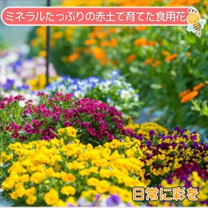 【B1-129】食べられる綺麗なお花　エディブルフラワー