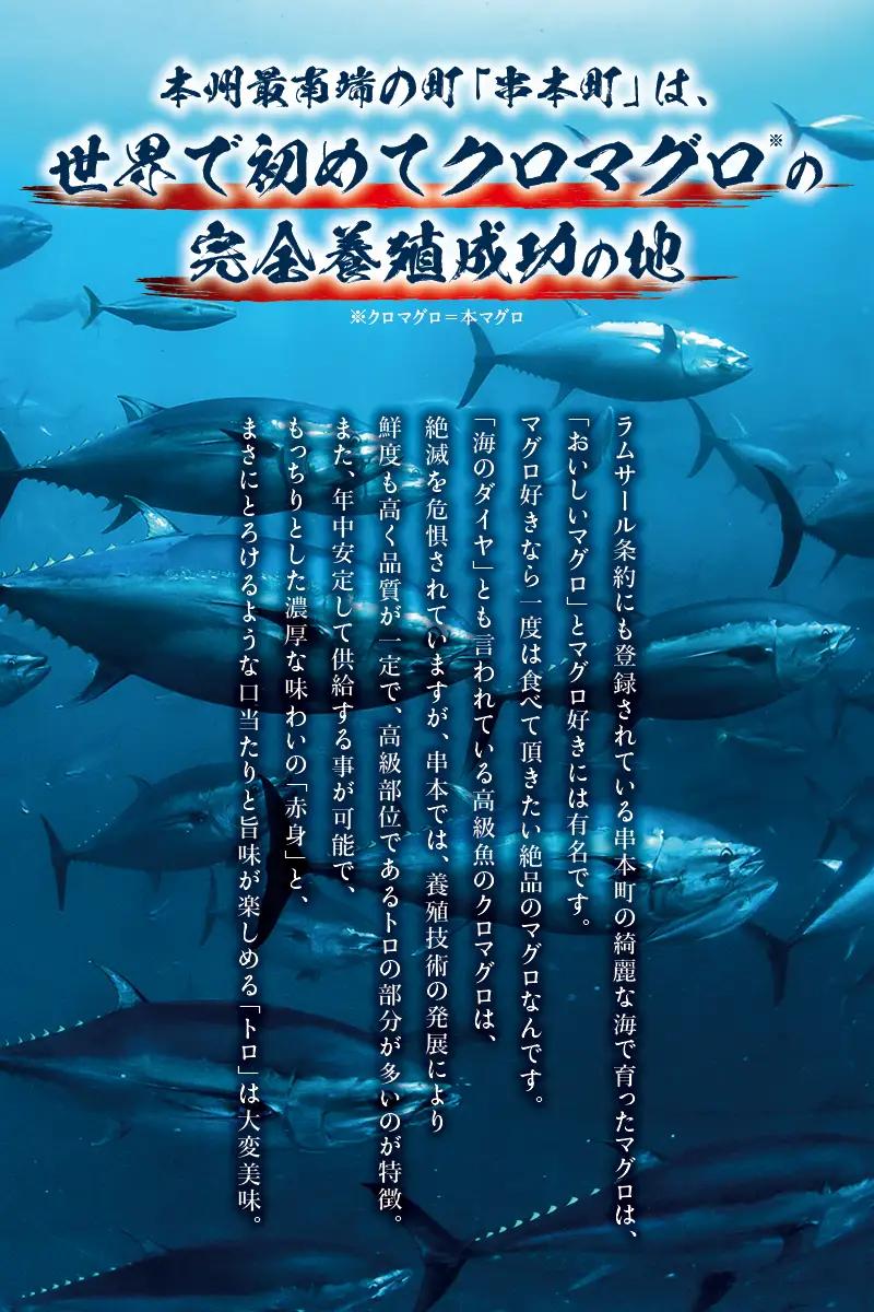 本マグロ（養殖）トロ＆赤身セット 240g 【12月発送】【配達日指定不可】高級 クロマグロ  中トロ 中とろ まぐろ マグロ 鮪 刺身 赤身 柵 本マグロ 本鮪 【nks113B-12】