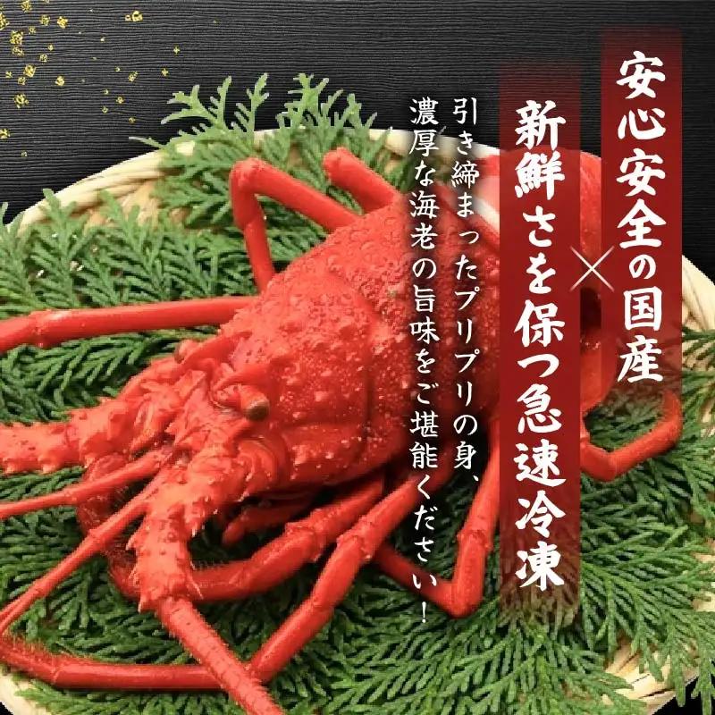 【 伊勢海老 】天然伊勢海老 700g