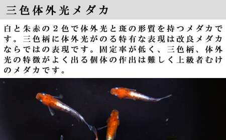高級メダカ　3色体外光メダカ　2ペア【メダカ めだか オス メス ペア 4匹 高級 3色体外光 赤 白 黒 セット ペット 鳥取県 日吉津村】