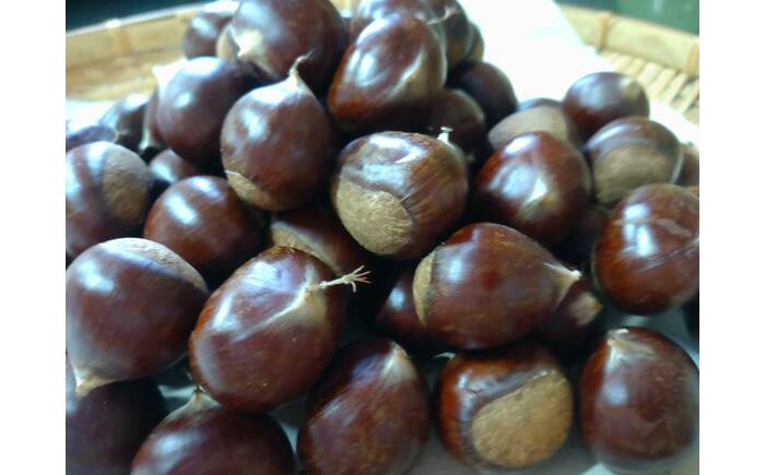 【先行予約】高級生栗 まるっこ栗  約1kg ＜2025年10月中旬〜発送＞  夢甘栗 秀品 生栗 生 くり 栗 果物 クリ 秋 和栗 栗ご飯 季節限定 【仁淀川流域夢甘栗生産者組合 くり蔵】 [AT