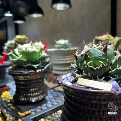ONE−K PLANTS − ギフト券 − 30,000円【1602891】