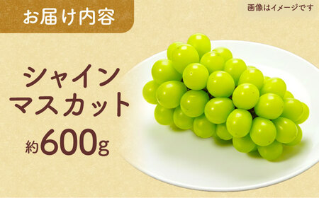 先行予約 訳ありこだわりのシャインマスカット約600gぶどう葡萄シャインマスカットZFO008