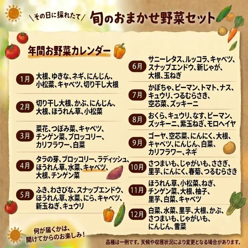 【定期便2ヶ月】 産地直送 朝どれ 新鮮野菜 4～5種類 詰め合わせ セット 野菜