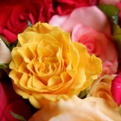 ふるさと納税 大山崎町 【バラ専門生産者直送】バラの花束(色とりどり36〜38本) |  | 01