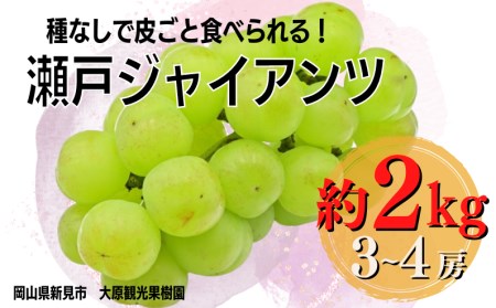 大原観光果樹園 瀬戸ジャイアンツ 約2kg 3～4房 【先行予約 10月から順次発送】