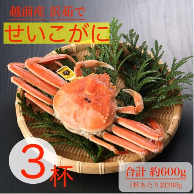 〈浜茹で〉越前産せいこがに3杯(生で合計約600g)【2024年11月中旬頃より順次発送】【配送不可地域：離島・北海道・沖縄】【1514067】