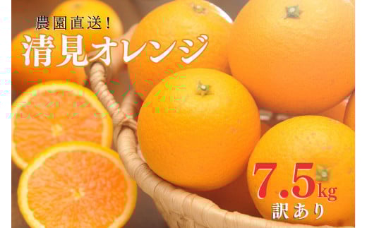 清見オレンジ 約7.5kg 大小混合 《ご家庭用》 ちょっと訳あり 和歌山県産 農園直送 まごころ産直みかん 【北海道・沖縄県・一部離島 配送不可】