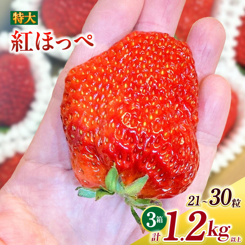 【ふるさと納税】特大いちご (紅ほっぺ) 400g以上 (7〜10粒) ×3箱 O042-30【発送期間：2025年12月1日～2026年3月31日までに発送予定】【冷蔵便】/ 果物 フルーツ 愛知県産 西尾産 国産 イチゴ いちご 苺 食品 紅ほっぺいちご 大きい 大粒 3箱 MB