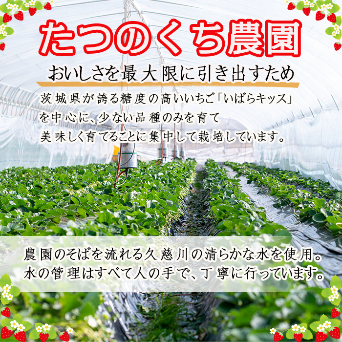 ＜先行予約受付中！2027年1月上旬以降順次発送＞いばらキッス1セット（大粒9～12粒） いちご イチゴ 苺 旬 フルーツ 青果 果物 デザート 茨城 冷蔵 【たつのくち農園】【ho1464】