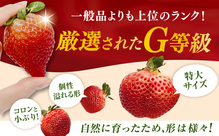 あまおうG等級 いちご イチゴ 苺 果物