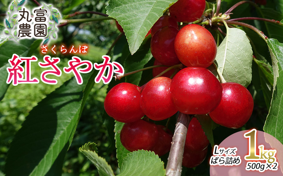 
            【令和8年産先行予約】 さくらんぼ 紅さやか Lサイズ バラ詰め 1kg(500g×2) 山形県鶴岡市産　丸富農園
          