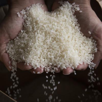 ふるさと納税 南魚沼市 【R7年産】4kg(2kg×2袋) 最高金賞受賞　南魚沼産コシヒカリ「こまがた家のお米」 |  | 03