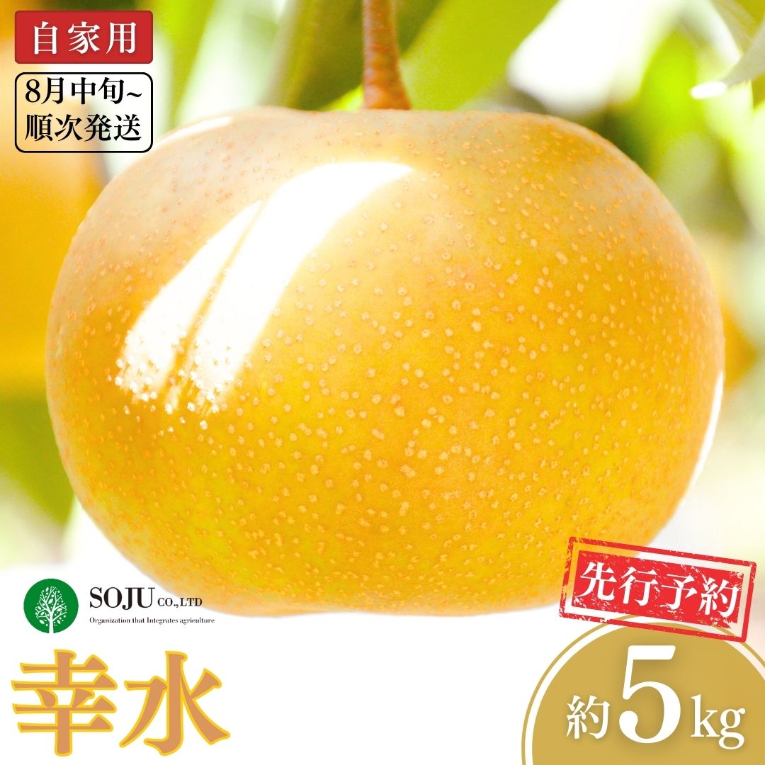 【ふるさと納税】先行予約 和梨 幸水 自家用 約5kg [8月中旬から発送予定] 令和7年度 新潟県 三条市産 梨 [三条果樹専門家集団] 【010P047】