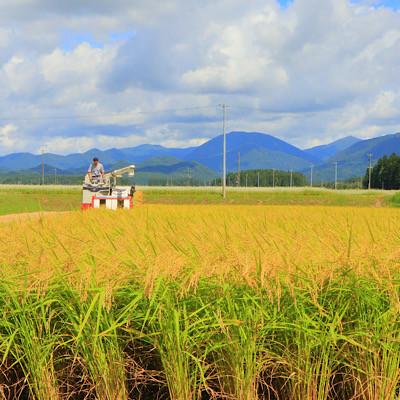 ふるさと納税 新庄市 【毎月定期便】極みのササニシキ(精米)5kg全6回 |  | 01