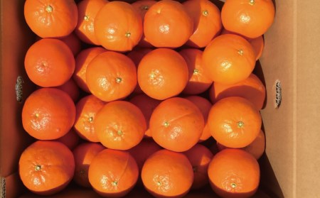 セミノール みかん 蜜柑 数量限定 ミカン / サイズL以上(L・2L・3L)岡農園のセミノール4kg【2024年3月下旬から4月下旬までに順次発送】【mok008A】