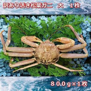 【先行予約 2026年11月中旬以降発送】訳あり活きご自宅用松葉ガニ　大　１枚　800～940ｇ前後MK11
