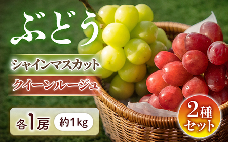 B-13 ＜先行受付＞ シャインマスカット＆クイーンルージュR 各1房（約1㎏）※2026年9月上旬～9月下旬発送予定※ 果物 フルーツ ぶどう 葡萄 
